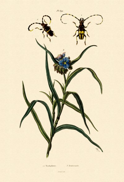 लोंगहॉर्न बीटल, 1833-39 द्वारा फ्रेंच स्कूल