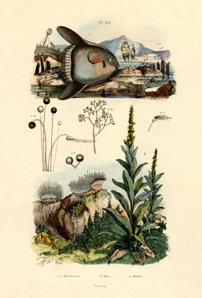 मोल्ड, 1833-39 द्वारा फ्रेंच स्कूल