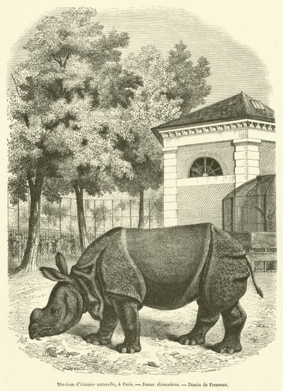 प्राकृतिक इतिहास का संग्रहालय, पेरिस में, युवा गैंडे (उत्कीर्णन) द्वारा फ्रेंच स्कूल