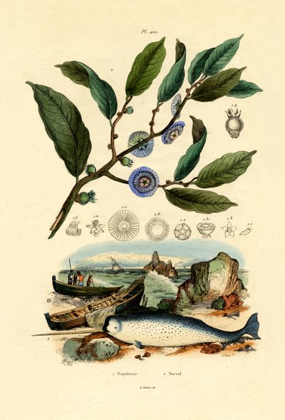 नेपोलियन की टोपी, 1833-39 द्वारा फ्रेंच स्कूल