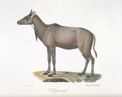 नर नीलगौ। नीलगौ मृग, स्तनधारियों के प्राकृतिक इतिहास से (रंगीन लिथो) द्वारा फ्रेंच स्कूल