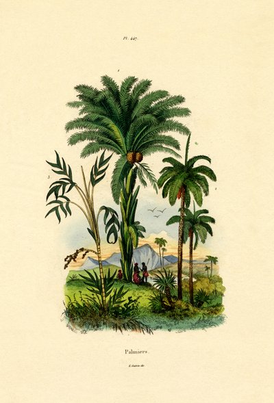 पाम ट्री, 1833-39 द्वारा फ्रेंच स्कूल