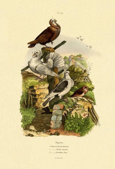 कबूतर, 1833-39 द्वारा फ्रेंच स्कूल