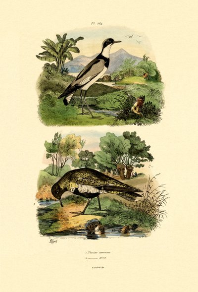 प्लोवर, 1833-39 द्वारा फ्रेंच स्कूल