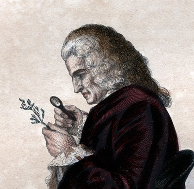 बर्नार्ड डी जूसियू (1699-1777), फ्रांसीसी प्रकृतिवादी का चित्र द्वारा फ्रेंच स्कूल