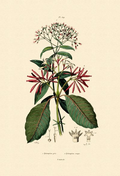 क्विनिन बार्क्स, 1833-39 द्वारा फ्रेंच स्कूल