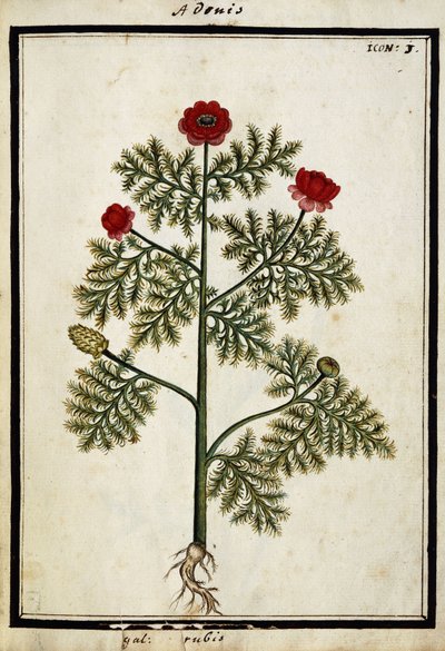 रेड एडोनिस, c.1700 द्वारा फ्रेंच स्कूल