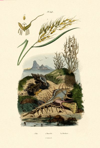 चावल, 1833-39 द्वारा फ्रेंच स्कूल