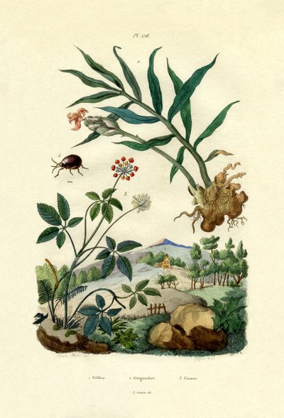 शाइनी स्पाइडर बीटल, 1833-39 द्वारा फ्रेंच स्कूल