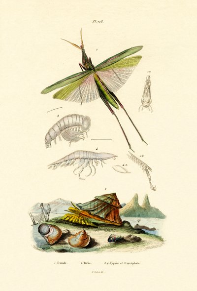 तिरछा सामना करना पड़ा ग्रासहॉपर, 1833-39 द्वारा फ्रेंच स्कूल