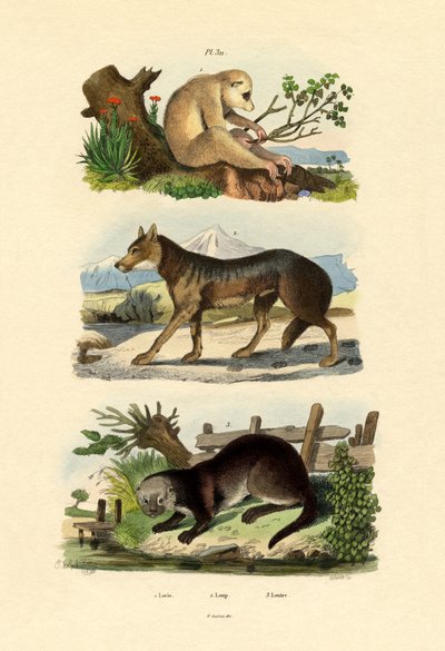 स्लॉथ एप, 1833-39 द्वारा फ्रेंच स्कूल