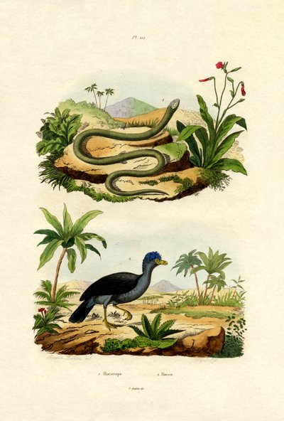 सांप, 1833-39 द्वारा फ्रेंच स्कूल