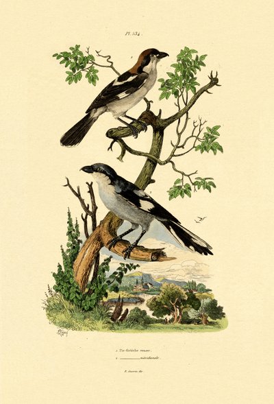 दक्षिणी ग्रे श्रीके, 1833-39 द्वारा फ्रेंच स्कूल