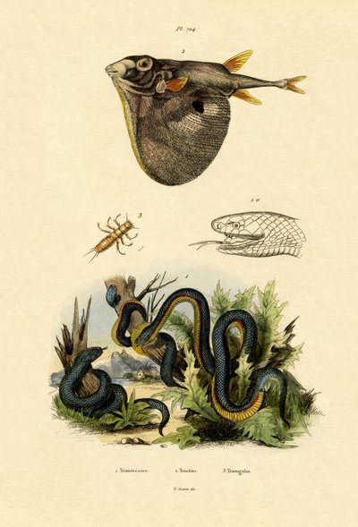 ताइवान हबू, 1833-39 द्वारा फ्रेंच स्कूल