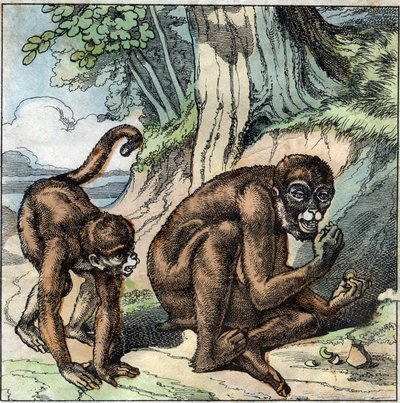 बंदर और अखरोट। फ्लोरियन (1755-1794) उपन्यासकार, कवि और फैबुलिस्ट फ्रेंच द्वारा जीन-पियरे-क्लारिस (जीन पियरे क्लारिस) द्वारा कल्पित। 19वीं सदी के अंत का चित्रण। द्वारा फ्रेंच स्कूल