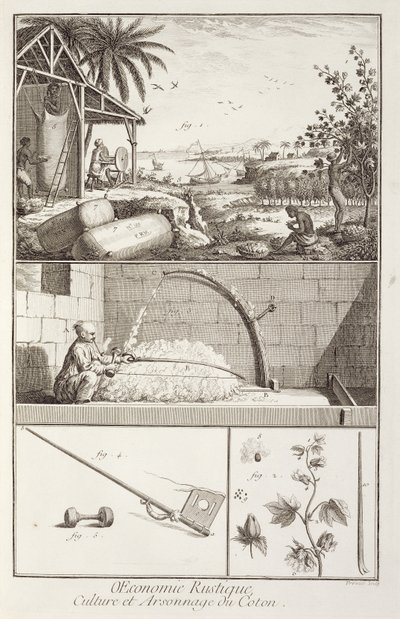 एनी प्रोवोस्ट (fl.1834-55), c.1760 द्वारा उत्कीर्ण डेनिस डिडरोट (1713-84) द्वारा विश्वकोश से कपास की खेती द्वारा फ्रेंच स्कूल