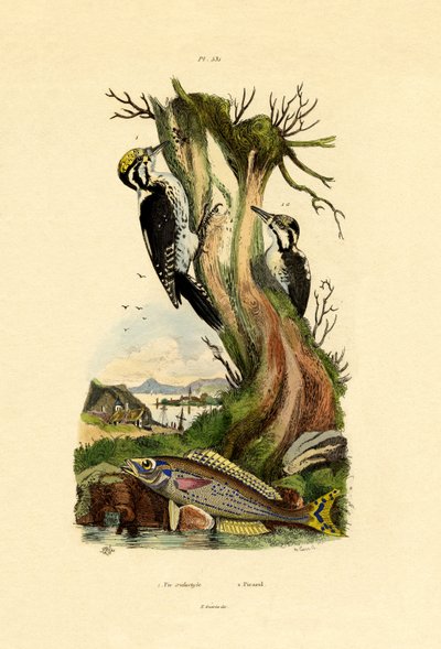 तीन-पैर की कठफोड़वा, 1833-39 द्वारा फ्रेंच स्कूल