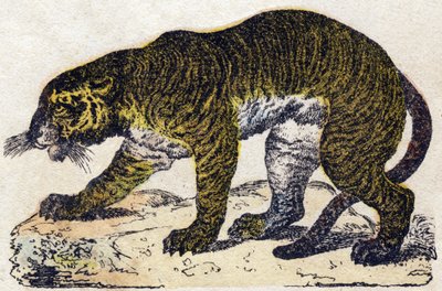 बाघ। "" Alphabet des animaux sauvages" में उत्कीर्णन। नौवीं श्रृंखला। एपिनल, पेलेरिन, प्रिंटर-प्रकाशक, लगभग 1870 की इमेजरी। लकड़ी पर उत्कीर्णन, स्टेंसिल। 16 पृष्ठ। मंद: 20 x 15 सेमी। निजी संग्रह द्वारा फ्रेंच स्कूल