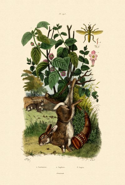 जंगली साधु, 1833-39 द्वारा फ्रेंच स्कूल