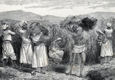पेरू में आम स्मिलैक्स या सरसापैरिल या रफ बाइंडवीड हार्वेस्टिंग (उत्कीर्णन) 1888 द्वारा फ्रेंच स्कूल