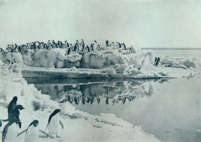 आइस-फुट पर पेंगुइन, c1911, 1913 द्वारा जी। मुर्रे लेविक