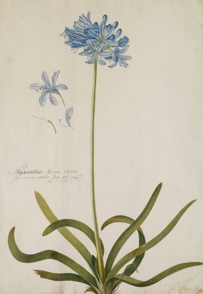 Agapanthus, द्वारा जॉर्ज डायोनिसियस एह्रेत