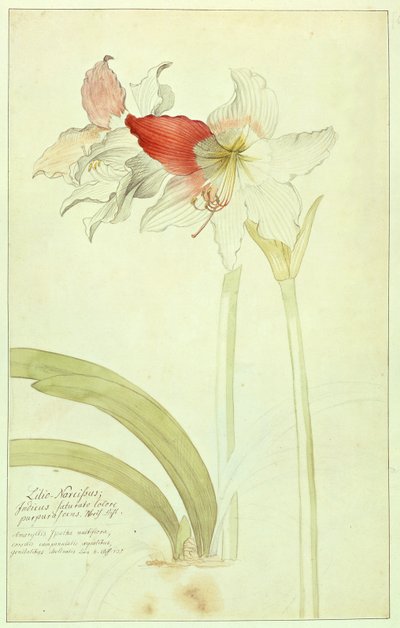 Amaryllis, लिली-Narcissus, भारतीय द्वारा जॉर्ज डायोनिसियस एह्रेत