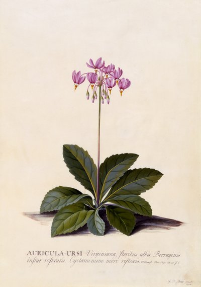 अरिकुला बर्सी, शूटिंग स्टार, c.1744 (हाथ से रंगीन उत्कीर्णन) द्वारा जॉर्ज डायोनिसियस एह्रेत