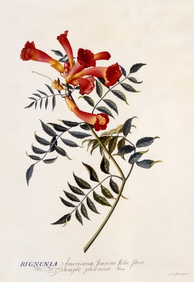 Bignonia Americana, c.1743 (हाथ से रंग की नक्काशी) द्वारा जॉर्ज डायोनिसियस एह्रेत