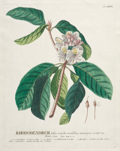 पौधों का चयन करें: नहीं 66 - Rhododendron। द्वारा जॉर्ज डायोनिसियस एह्रेत