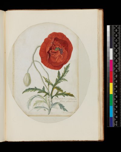 पोपी (पापावर इरेटिकम), 1772 (वेल्लम पर पेंसिल, wc और बॉडी कलर) द्वारा जॉर्ज डायोनिसियस एह्रेत