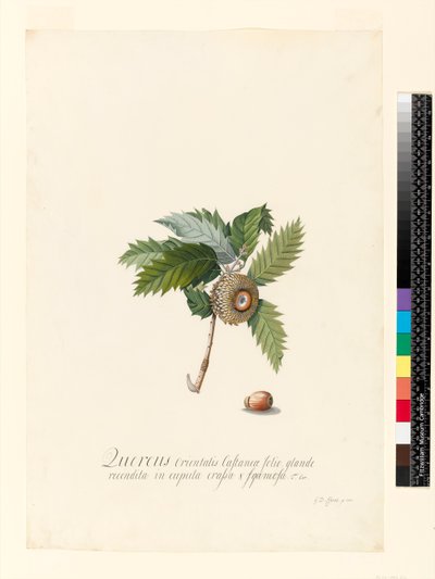 क्वेरकस ओरिएंटलिस, 1742 (डब्ल्यूसी और बॉडीकोलर वेल्लम पर) द्वारा जॉर्ज डायोनिसियस एह्रेत