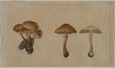 मशरूम, 1751। द्वारा जॉर्ज विल्हेम बौरेनफाइंड