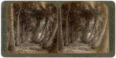 नारियल हथेलियों के एवेन्यू, फ्लोरिडा, यूएसए, 1891। द्वारा जॉर्ज बार्कर