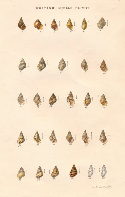 ब्रिटिश गोले, c1859। द्वारा जॉर्ज ब्रेटिंगम सॉवरबी