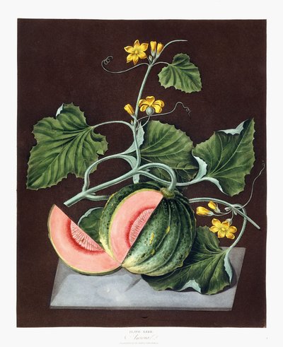 कद्दू, 1812 द्वारा जॉर्ज ब्रुकशॉ