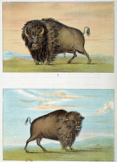 बाइसन, नर और मादा, संयुक्त राज्य अमेरिका। जॉर्ज कैटलिन द्वारा चित्रण (1794-1872) द्वारा जॉर्ज कैटलिन