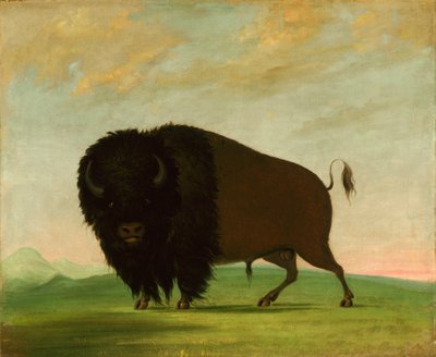बफ़ेलो बुल, ग्रेज़िंग ऑन द प्रेयरी, 1832-1833। द्वारा जॉर्ज कैटलिन