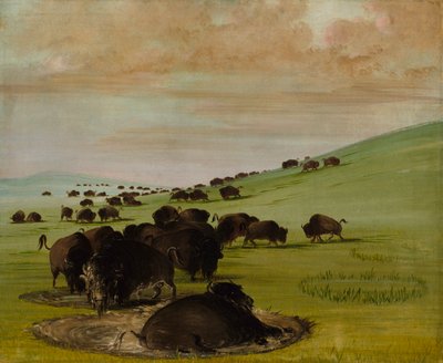 बफ़ेलो बुल्स इन अ वॉलो, 1837-1839। द्वारा जॉर्ज कैटलिन