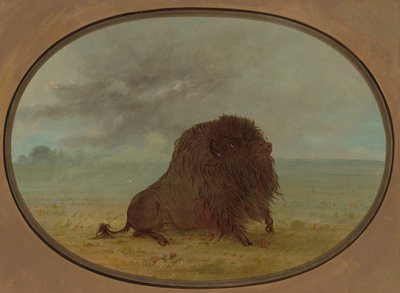 मरने वाला भैंस बैल, 18611869। द्वारा जॉर्ज कैटलिन