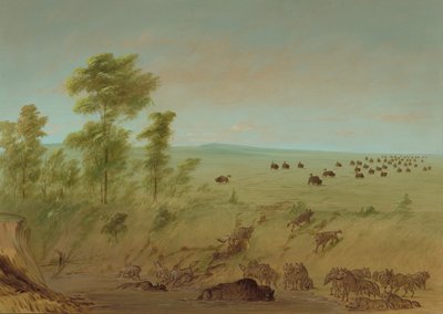 फंसी हुई भैंस और भेड़िये, 18611869। द्वारा जॉर्ज कैटलिन
