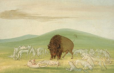 1832-1833 में सफ़ेद भेड़ियों से घिरा घायल भैंसा सांड। द्वारा जॉर्ज कैटलिन