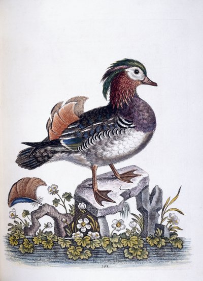 चीनी चैती, 1746 द्वारा जॉर्ज एडवर्ड्स