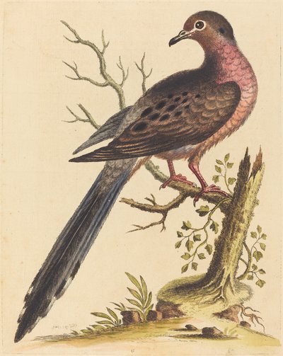 रूसी स्तन के साथ अमेरिकी फेडोरा, 1740। द्वारा जॉर्ज एडवर्ड्स