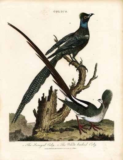  द्वारा जॉर्ज एडवर्ड्स