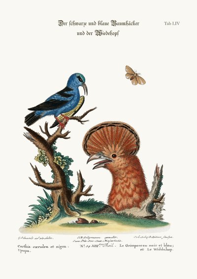द ब्लैक एंड ब्लू क्रीपर, और हूपो हेन, 1749-73 द्वारा जॉर्ज एडवर्ड्स