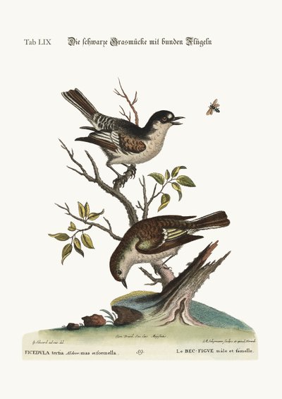 द कोल्ड फिंच। हेन कोल्ड फिंच, 1749-73 द्वारा George Edwards