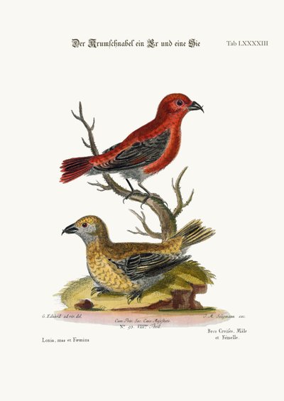 द क्रॉस-बिल्स, कॉक एंड हेन, 1749-73 द्वारा जॉर्ज एडवर्ड्स