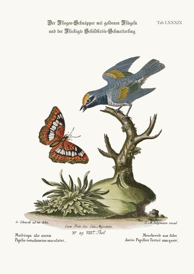 गोल्डन-विंग्ड फ्लाईकैचर, और स्पॉटेड कछुआ तितली, 1749-73 द्वारा George Edwards