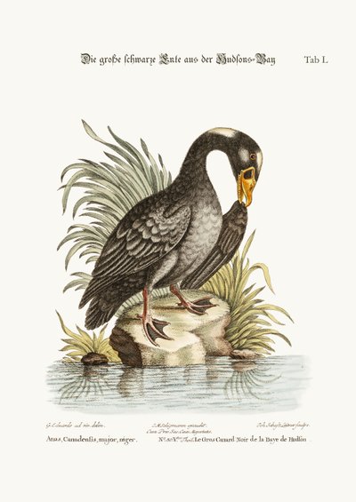 हडसन की खाड़ी से ग्रेट ब्लैक डक, 1749-73 द्वारा जॉर्ज एडवर्ड्स